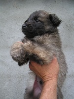 CHIOT sable