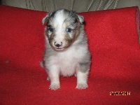 CHIOT bleu merle