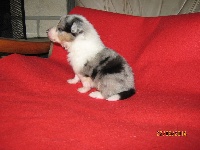 CHIOT bleu merle 