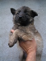 CHIOT sable