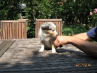 CHIOT bleu merle