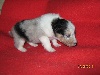 CHIOT bleu merle 