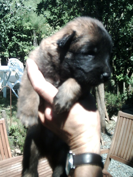 Du Verger de L'Aubretière - Berger Belge - Portée née le 18/06/2010